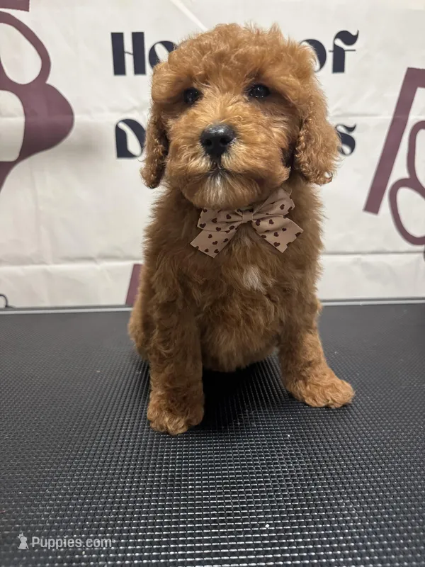 Pansey – Cavapoo puppy for sale in South Orange, NJ