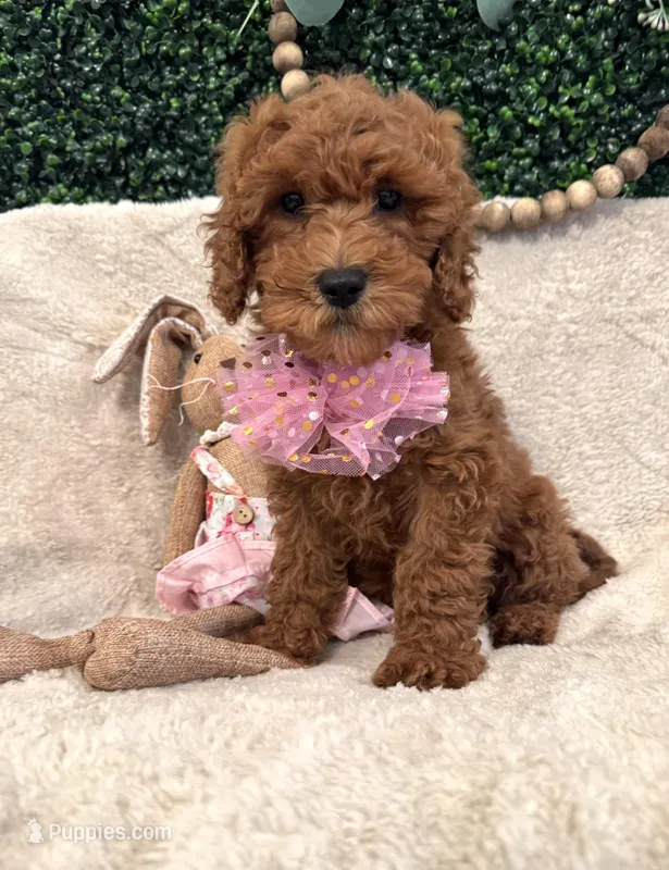 Pansey – Cavapoo puppy for sale in South Orange, NJ