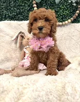 Pansey, a female Cavapoo for sale in South Orange, NJ – Photo 2 of 4