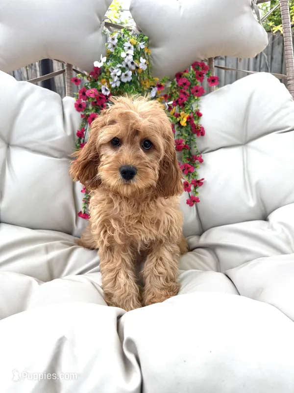 Brin – Cavapoo puppy for sale in South Orange, NJ