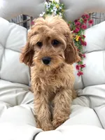Brin, a male Cavapoo for sale in South Orange, NJ – 3 of 4