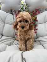 Brin, a male Cavapoo for sale in South Orange, NJ – 2 of 4
