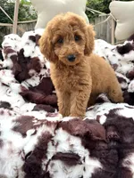 Lena, a female Miniature Goldendoodle for sale in South Orange, NJ – 2 of 5