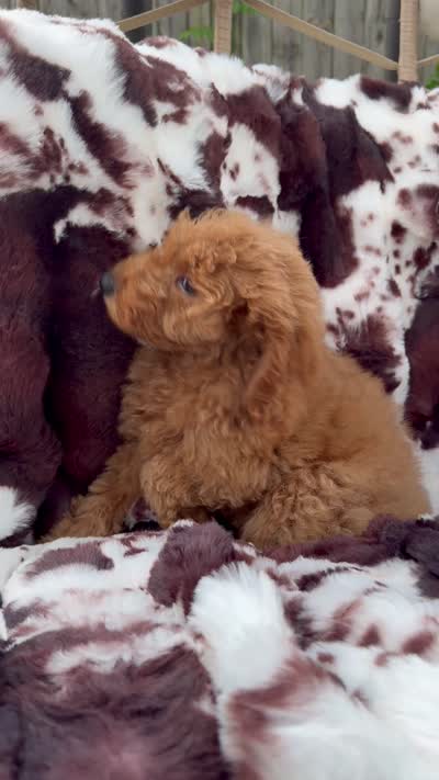 Becca, a female Miniature Goldendoodle for sale in South Orange, NJ – 4 of 4