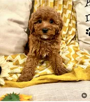 Sunny, a female Cavapoo for sale in South Orange, NJ – 1 of 2