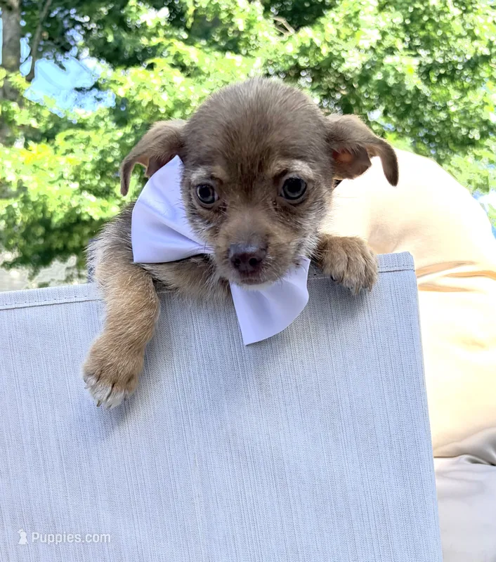 Carmelo – Chihuahua puppy for sale in South Orange, NJ