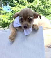 Carmelo, a male Chihuahua for sale in South Orange, NJ – 1 of 3
