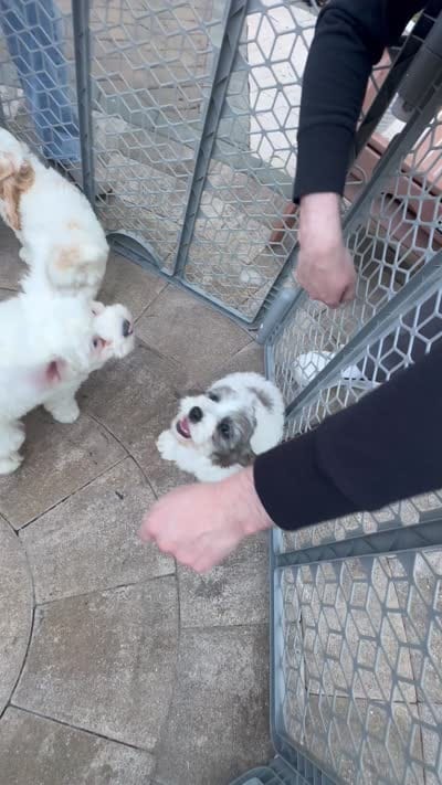 Dug , a male Cockapoo and Poodle - Toy  for sale in South Orange, NJ – 5 of 5