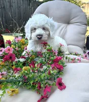 Ivory , a female Cockapoo and Poodle - Toy  for sale in South Orange, NJ – 1 of 4