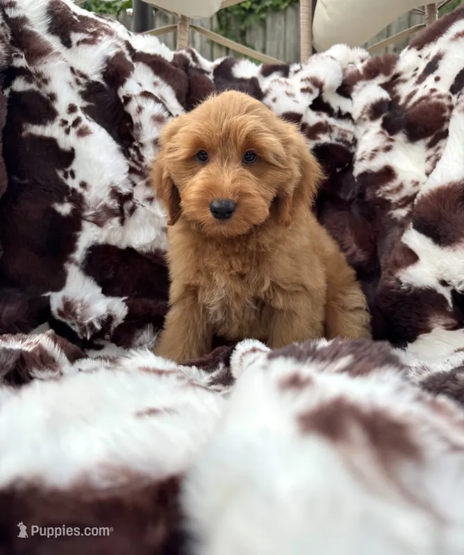 Tanner – Miniature Goldendoodle puppy for sale in South Orange, NJ