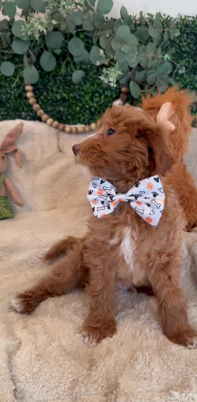 Noah, a male Miniature Goldendoodle for sale in South Orange, NJ – 4 of 4