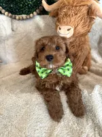 Walker , a male Cavapoo for sale in South Orange, NJ – Photo 3 of 3