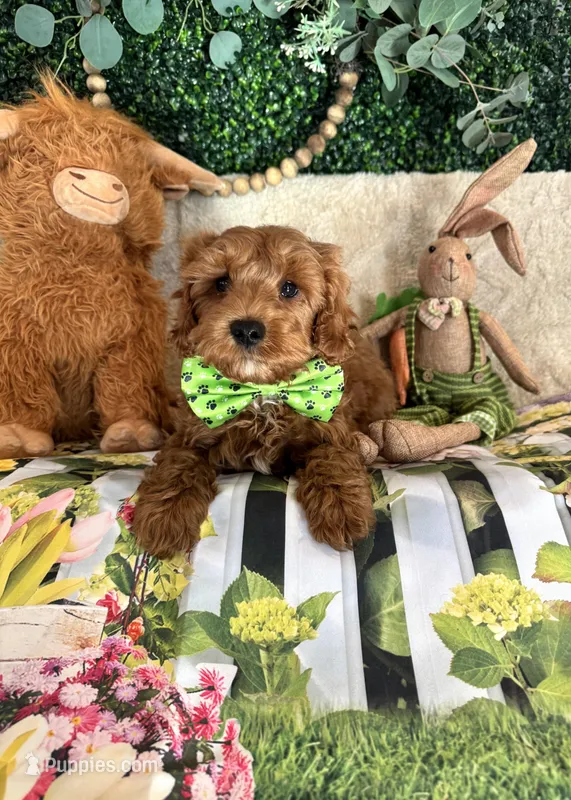 Walker  – Cavapoo puppy for sale in South Orange, NJ