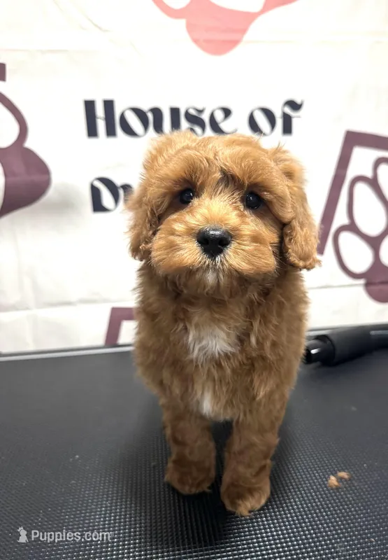 Walker  – Cavapoo puppy for sale in South Orange, NJ