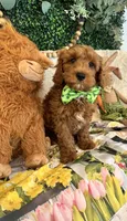 Walker , a male Cavapoo for sale in South Orange, NJ – Photo 2 of 3