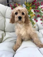 Bonnie, a female Cavapoo for sale in South Orange, NJ – 1 of 4
