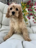 Bonnie, a female Cavapoo for sale in South Orange, NJ – 3 of 4
