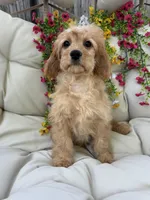 Bonnie, a female Cavapoo for sale in South Orange, NJ – 2 of 4