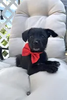 Chichi , a female Chihuahua for sale in South Orange, NJ – 3 of 3