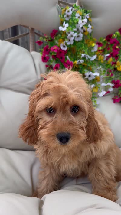 Brin, a male Cavapoo for sale in South Orange, NJ – 4 of 4