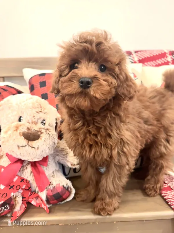 Ruby – Cavapoo puppy for sale in South Orange, NJ