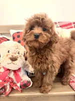 Ruby, a  Cavapoo for sale in South Orange, NJ – 1 of 2