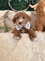 Noah , a male Miniature Goldendoodle for sale in South Orange, NJ – Photo 3 of 3