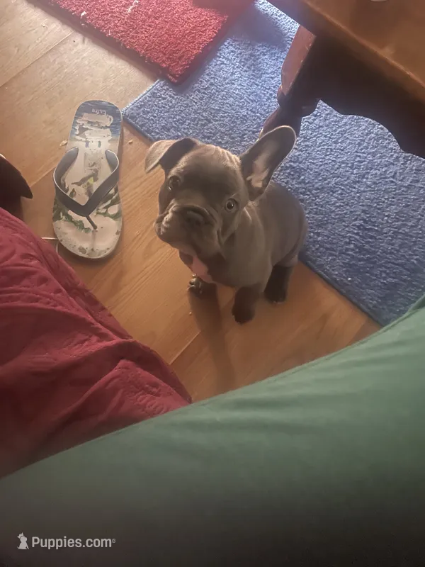 Low Key , a male French Bulldog for sale in Oceanside, CA – 1 of 5