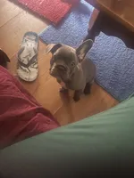 Low Key , a male French Bulldog for sale in Oceanside, CA – 1 of 5