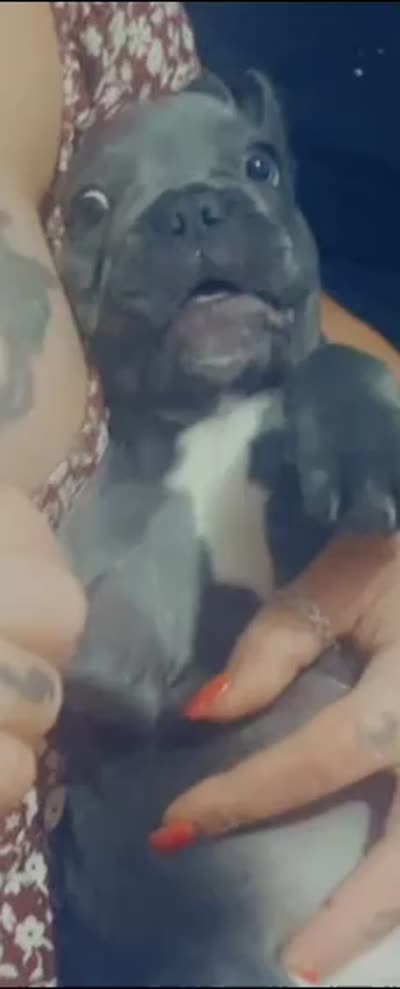 Low Key , a male French Bulldog for sale in Oceanside, CA – 3 of 5