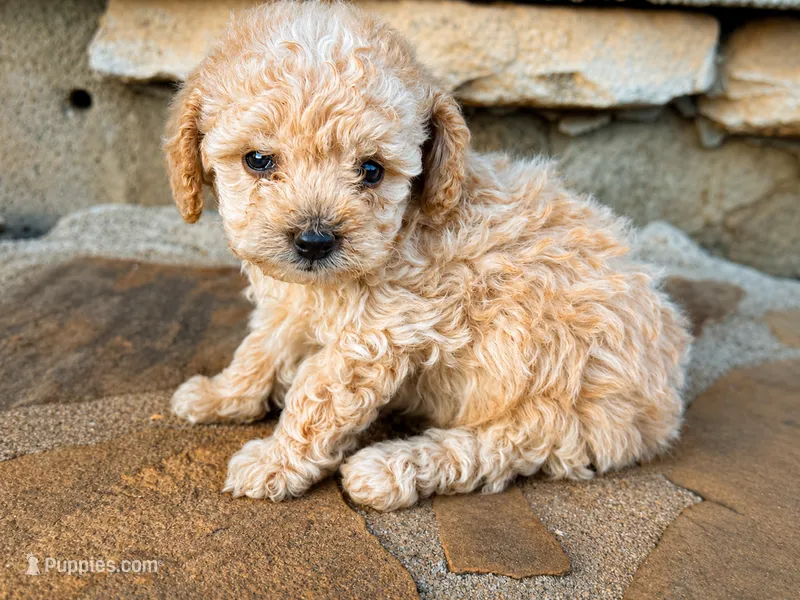 Toy Poodle – Poodle - Toy  puppy for sale in Buchanan, GA
