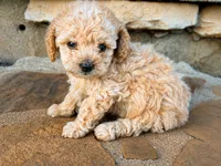 Toy Poodle, a male Poodle - Toy  for sale in Buchanan, GA – 1 of 1