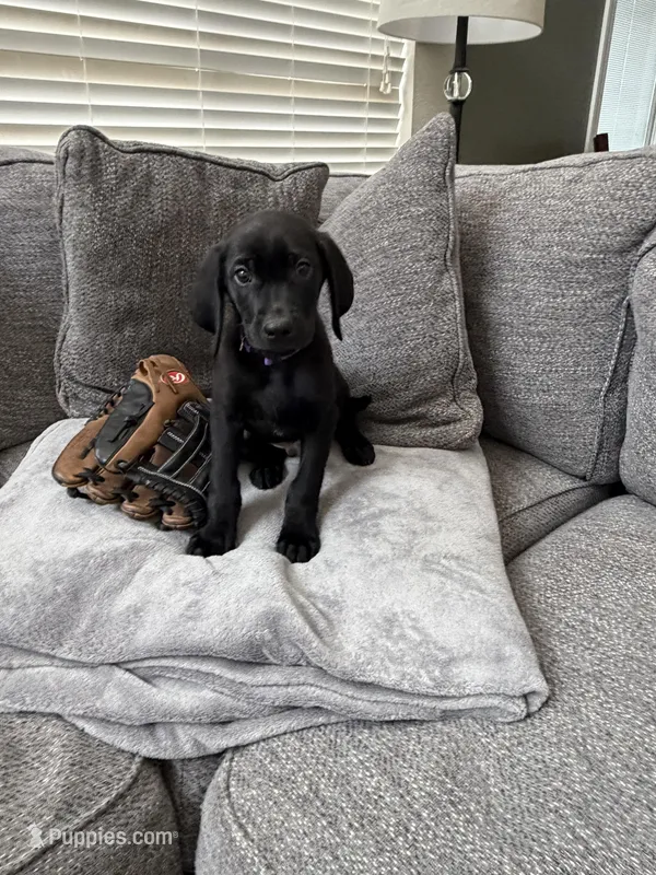 purple  – Golden Retriever, Weimaraner puppy for sale in Highlands Ranch, CO