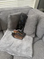 Blue, a female Golden Retriever and Weimaraner for sale in Highlands Ranch, CO – Photo 4 of 4