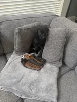 Blue, a female Golden Retriever and Weimaraner for sale in Highlands Ranch, CO – Photo 3 of 4