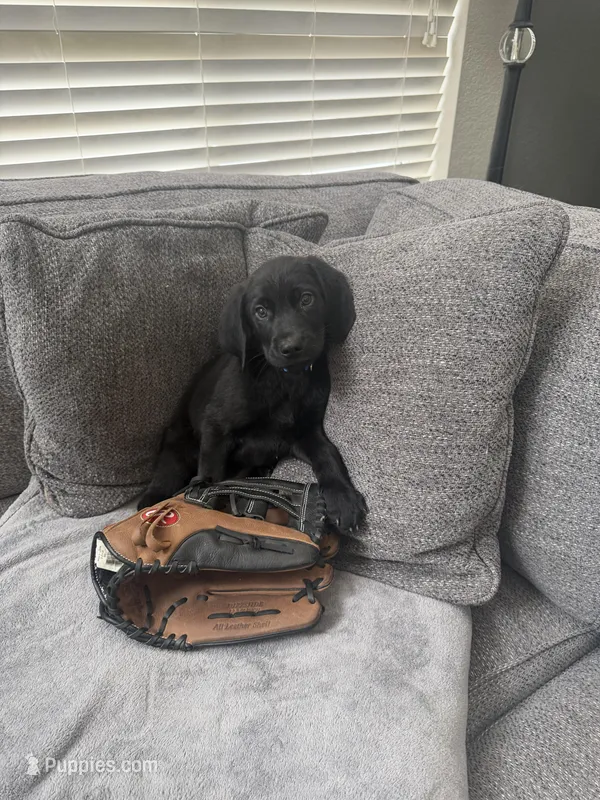 Blue – Golden Retriever, Weimaraner puppy for sale in Highlands Ranch, CO