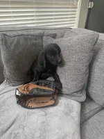 Blue, a female Golden Retriever and Weimaraner for sale in Highlands Ranch, CO – Photo 2 of 4