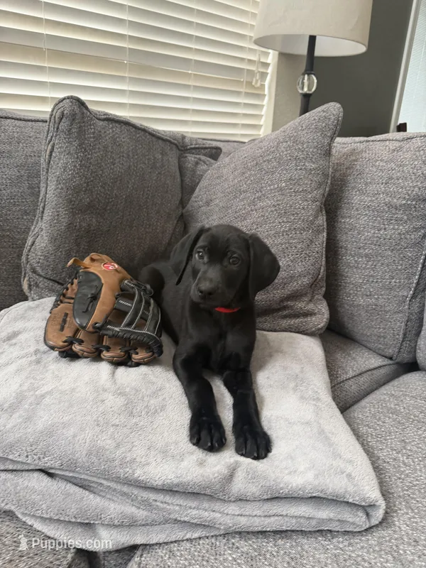 red color  – Golden Retriever, Weimaraner puppy for sale in Highlands Ranch, CO