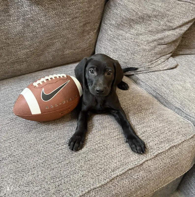 red color  – Golden Retriever, Weimaraner puppy for sale in Highlands Ranch, CO