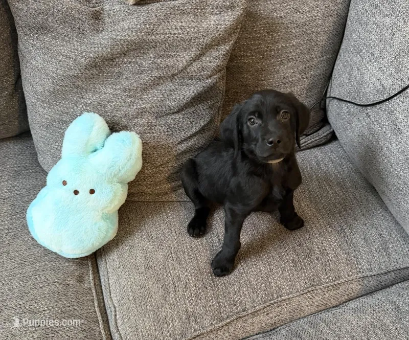 Gray – Golden Retriever, Weimaraner puppy for sale in Highlands Ranch, CO