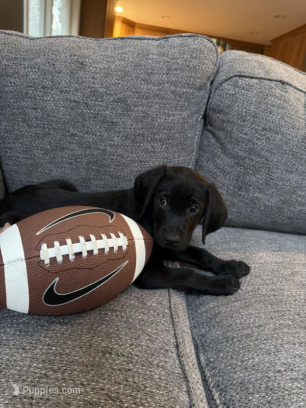 brown – Golden Retriever, Weimaraner puppy for sale in Highlands Ranch, CO