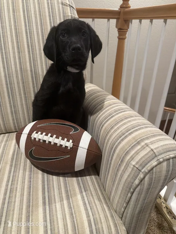 White/orange – Golden Retriever, Weimaraner puppy for sale in Highlands Ranch, CO