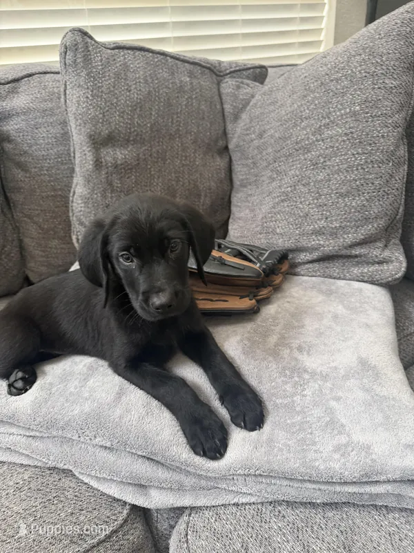 Green – Golden Retriever, Weimaraner puppy for sale in Highlands Ranch, CO