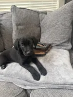Green, a male Golden Retriever and Weimaraner for sale in Highlands Ranch, CO – Photo 1 of 3