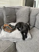 Green, a male Golden Retriever and Weimaraner for sale in Highlands Ranch, CO – Photo 2 of 3