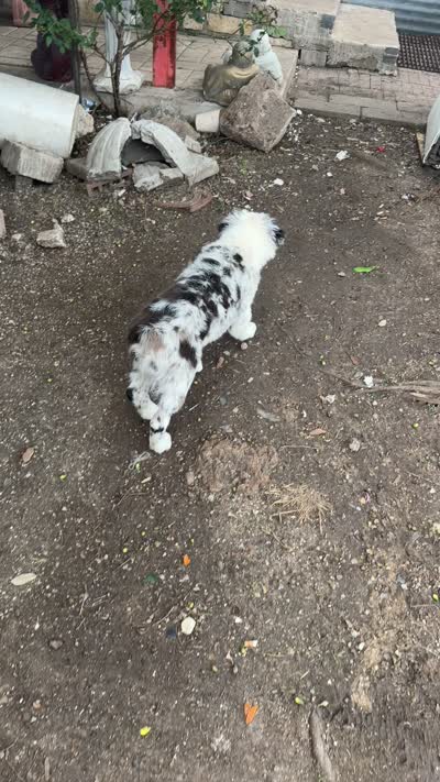 Blue , a male Australian Shepherd for sale in Fort Worth, TX – 4 of 4