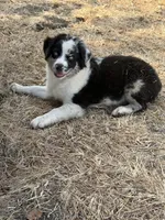 pablo, a male Australian Shepherd for sale in Decatur, TX – 2 of 2