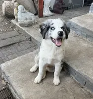 Blue , a male Australian Shepherd for sale in Fort Worth, TX – 3 of 4