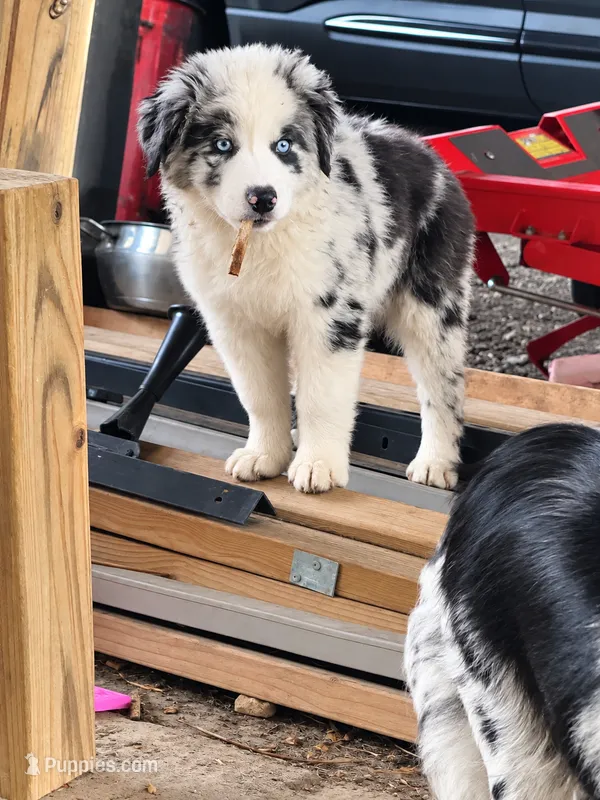 blue – Miniature Australian Shepherd puppy for sale in Decatur, TX