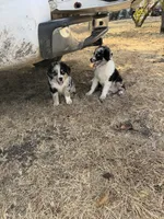 jake, a male Australian Shepherd for sale in Decatur, TX – 2 of 2